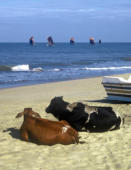 Siesta. Negombo, Srí Lanka.