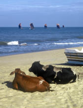 Siesta. Negombo, Srí Lanka.